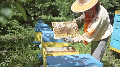 Пчелиный туризм может стать новым трендом